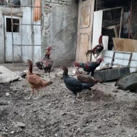 مرغ و خروس لاری