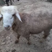 بره و کهره نر