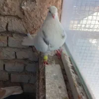 کفتر