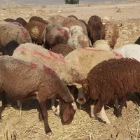 ۱۶ میش و ۱۶  بره