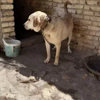 سگ عراقی