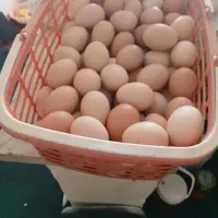 تخم مرغ محلی در ویلاشهر