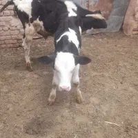چهار عدد گوساله  نر