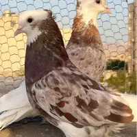کفتر ابلغ هما