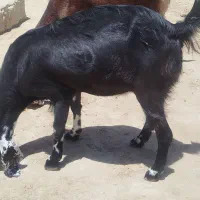 بز.