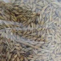گندم وجو محلی