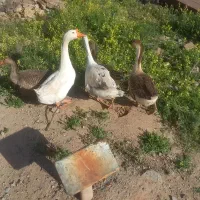 قو قاز