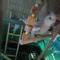 جوجه عروس هلندی
