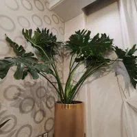 گیاه برگ انجیری با گلدان و پایه