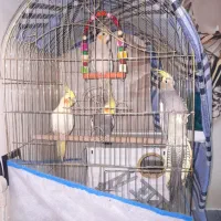 فروش فوری ی جفت عروس هلندی با دوعدد تکی