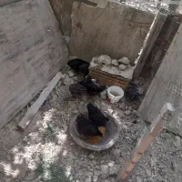 پیلموت و بلک استار