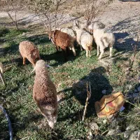 بره|حیوانات مزرعه|جلگه شوقان, |دیوار