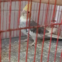 فروش پرنده نر