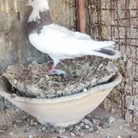 کفتر