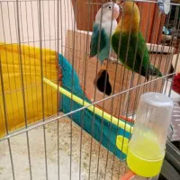 کوتوله نر و ماده تازه بالغ