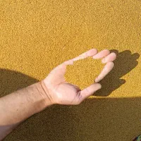 بذر یونجه همدانی پایه بلند.