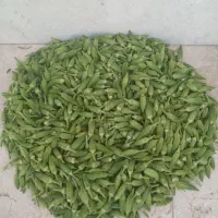 بامیه ریز،گوجه رسیده قرمز،گوجه کال مخصوص ترشی