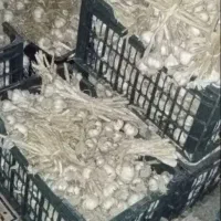 سیر محلی دانه درشت ..