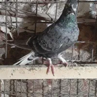 سبز وکلاغی