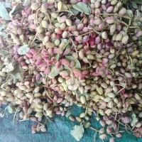 خرید فروش پسته بصورت نقدی وبالاترین قیمت