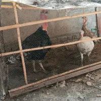 بوقلمون ارگانیک