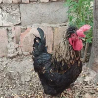 خروس سالم