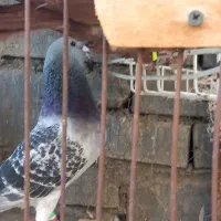 مجسمه