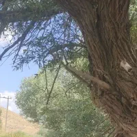 باغ-کوچک