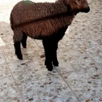 گوسفند‌یا‌بره‌‌نر‌در‌درویشیه
