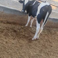 یک عدد گوساله نیم پروار جنس هلشتاین