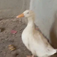 خروس و اردک نر