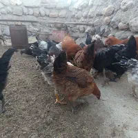 جوجه محلی سالم ۶ماه