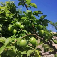 گوجه سبز