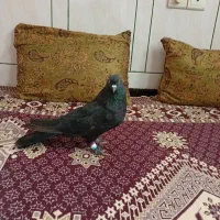 کفتر|پرنده|فارسان, |دیوار