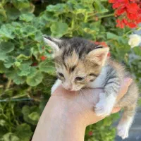 بچه گربه DSH رایگان