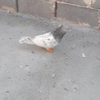 کله سینه  شاهنامه