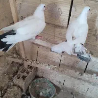 دم سفید دم چتری گرفتنی