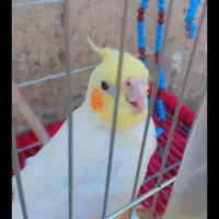 عروس هلندی