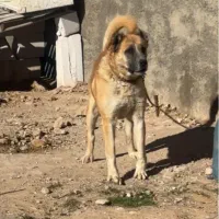 سگ نگهبان گله ای دهن پاک