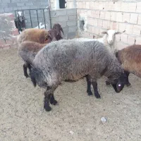 قوچ ومیش همو