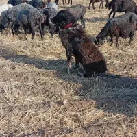 سگ گله|سگ|قم, قلعه صدری|دیوار