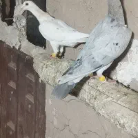 کبوتر مغلف