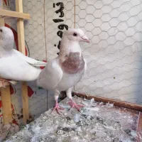 جوجه جوانه