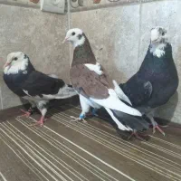 کبوترشازده  پرشی سرور شمرونی  سرخ