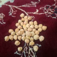 نخود