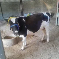 گاو وگوساله