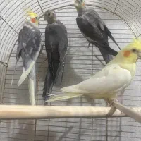 عروس هلندی