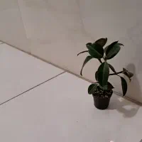 قلمه فیکوس ریشه دارچندشاخه