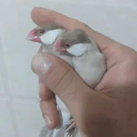فنچ نرگسی