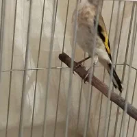 جوجه سهره با ینر کرمانی جوجه پارسال